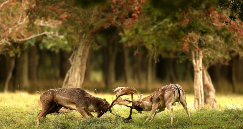 Fallow deer clash antlers during rutting season in Phoenix Park, Dublin.